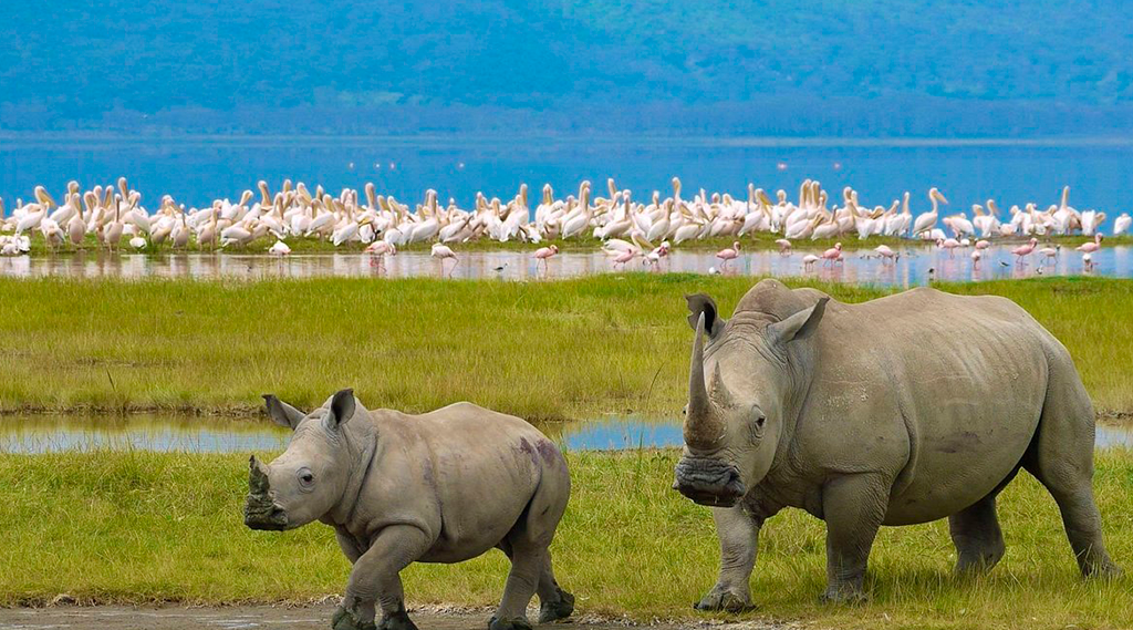 _Parque-Nacional-del-Lago-Nakuru-