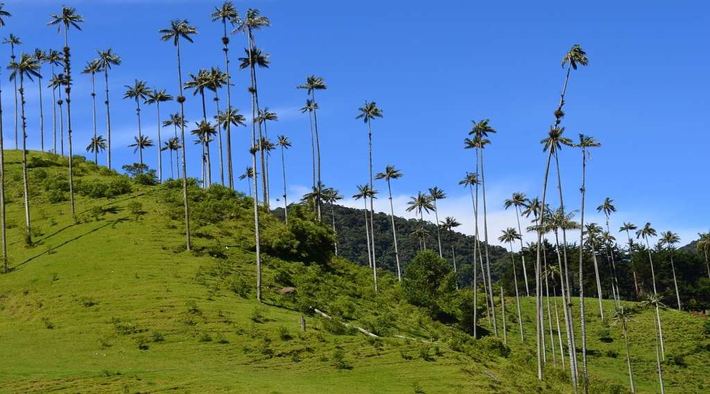 valle-de-cocora-quindio
