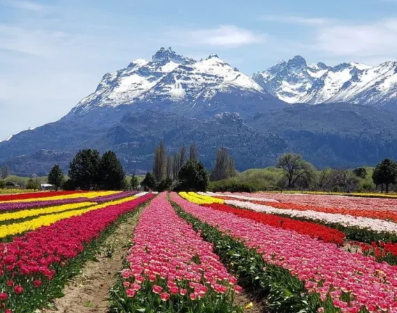 Campo de Tulipanes Patagonia